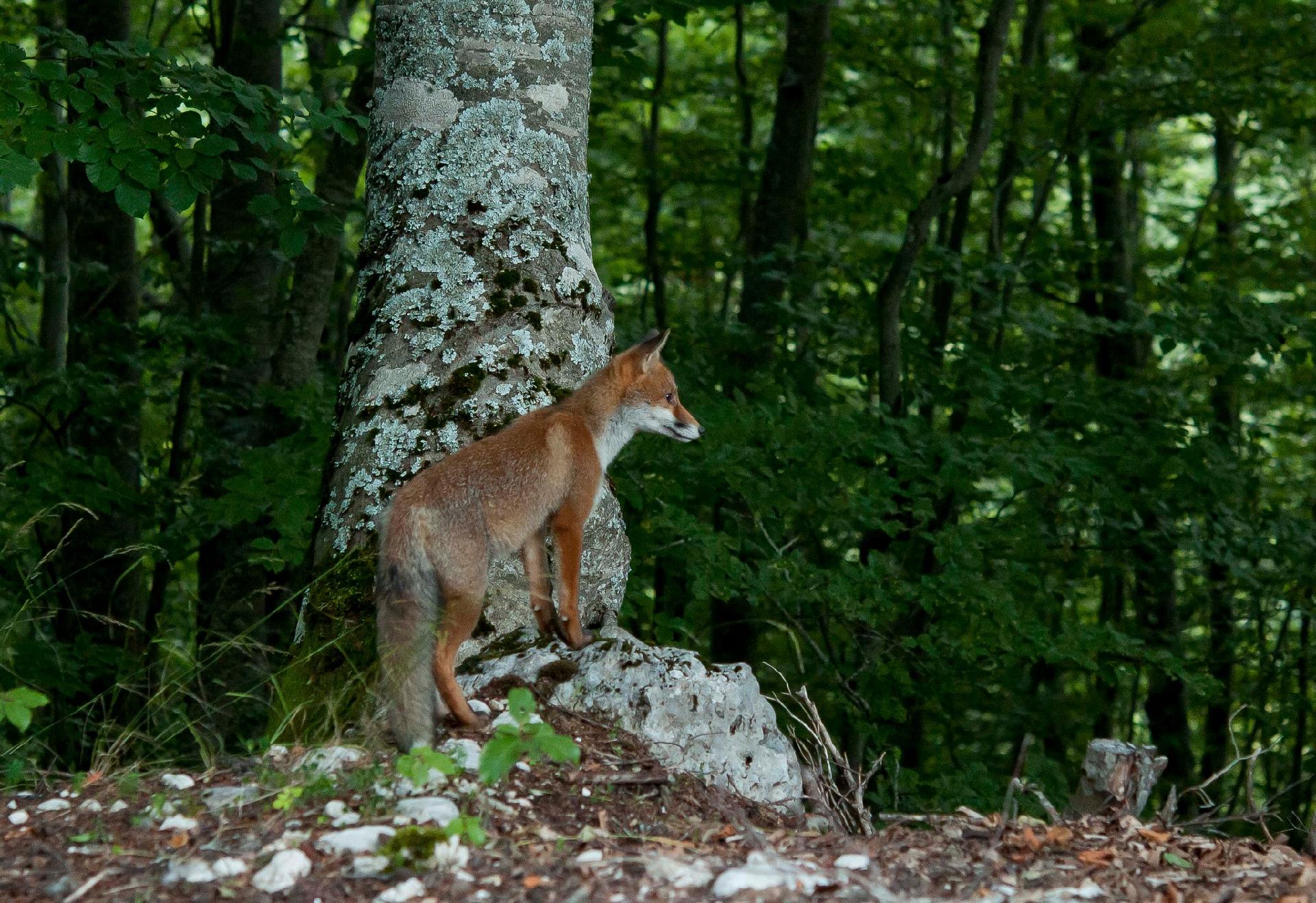 Volpe (Vulpes vulpes) - Giancarlo Mancori