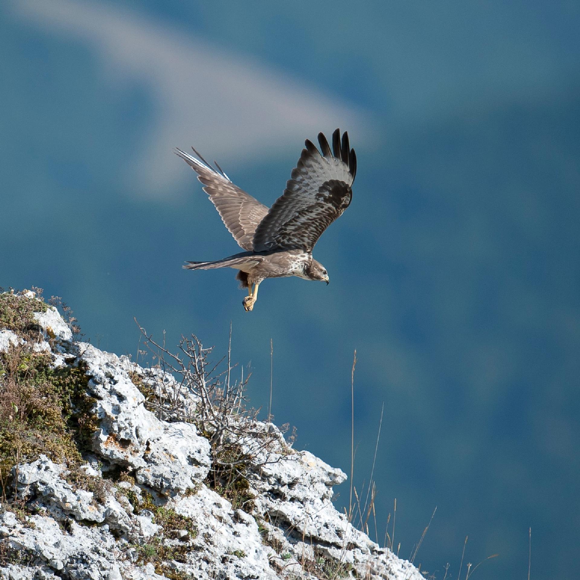 Poiana (Buteo buteo) - Giancarlo Mancori