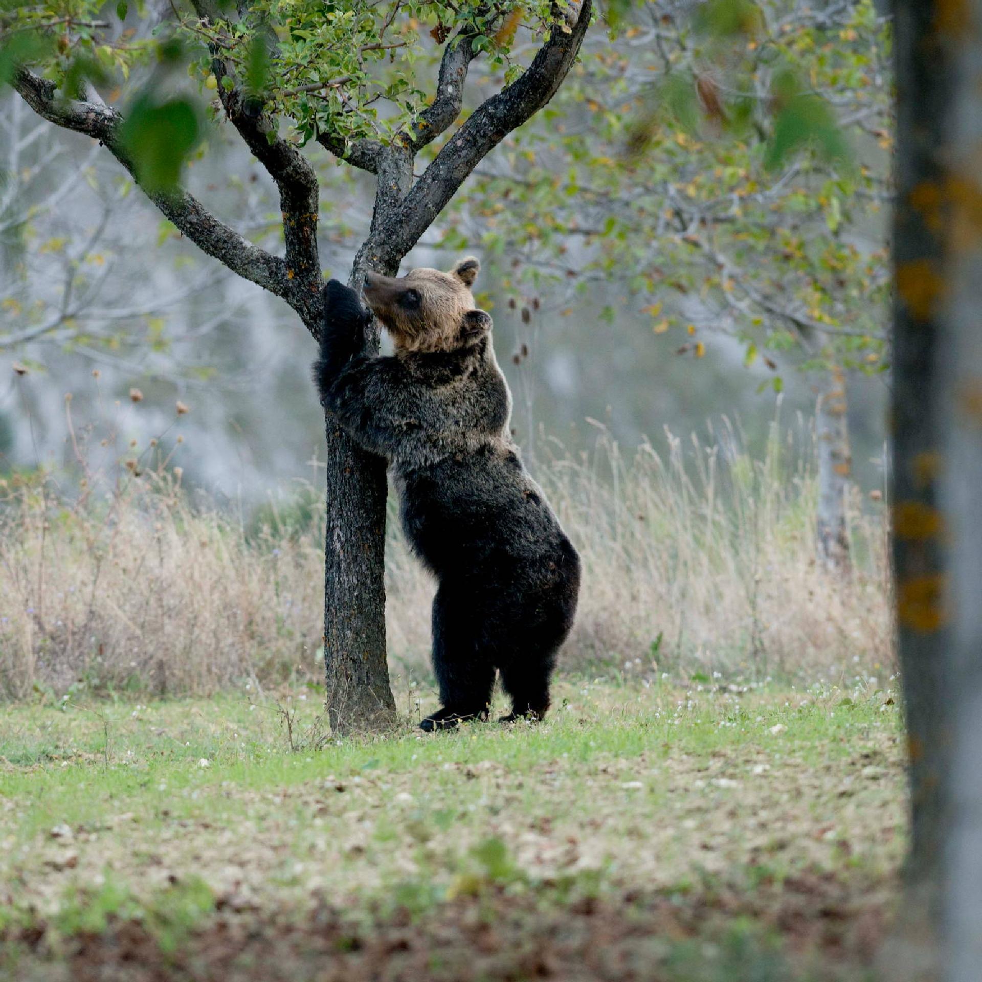 Orso marsicano (Ursus arctos marsicanus) - Giancarlo Mancori