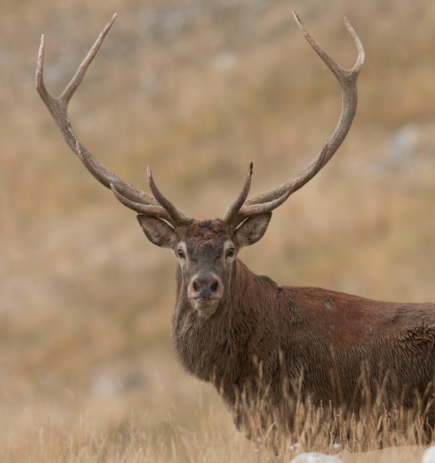 Cervo (Cervus elephus) - Giancarlo Mancori