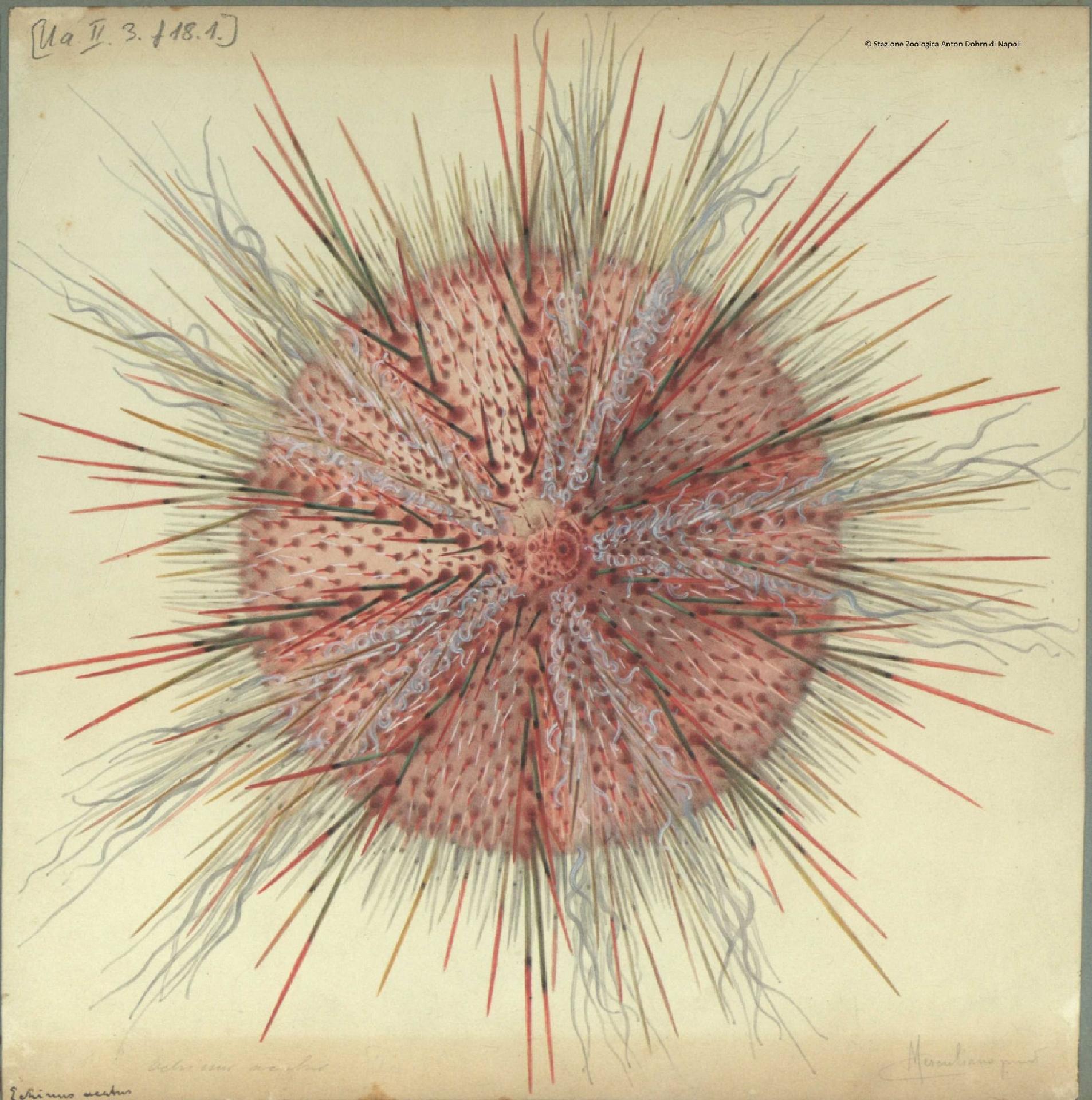 Echinus acutus Ua - Stazione zoologica Anton Dohrn di Napoli
