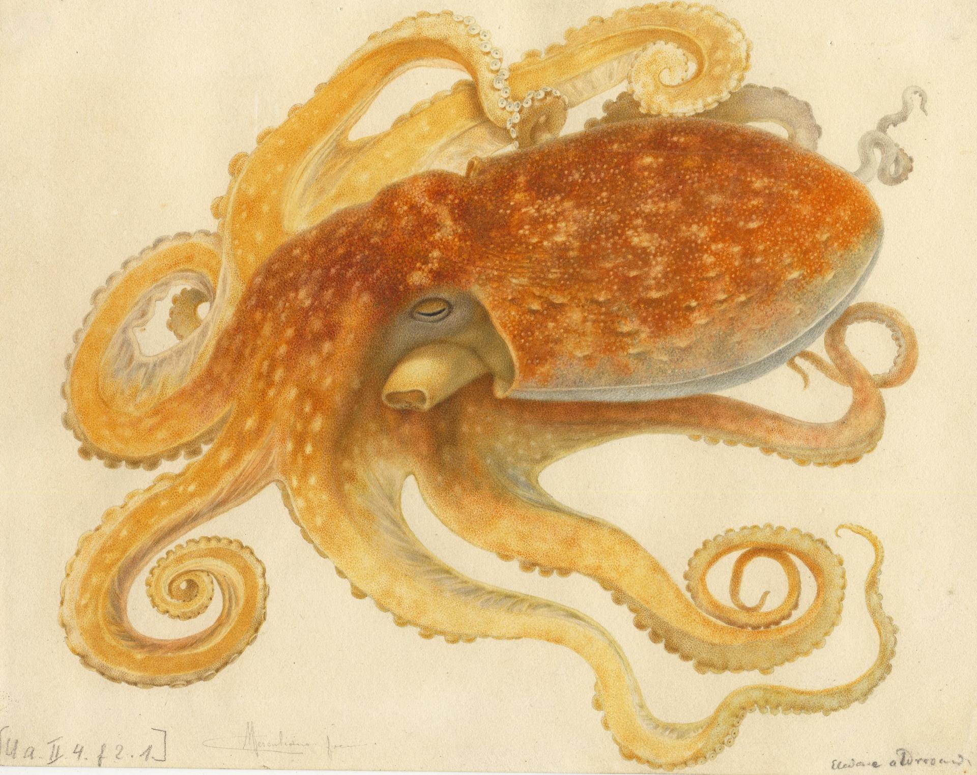 Octopus - Stazione zoologica Anton Dohrn di Napoli