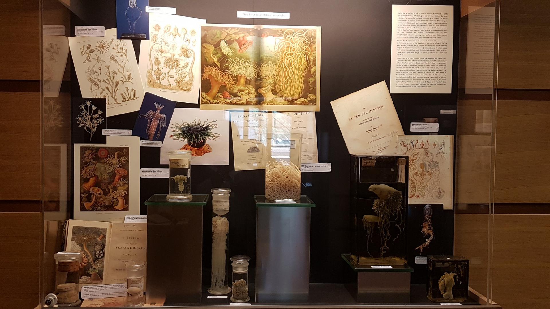 Spcimen on display - Stazione zoologica Anton Dohrn di Napoli