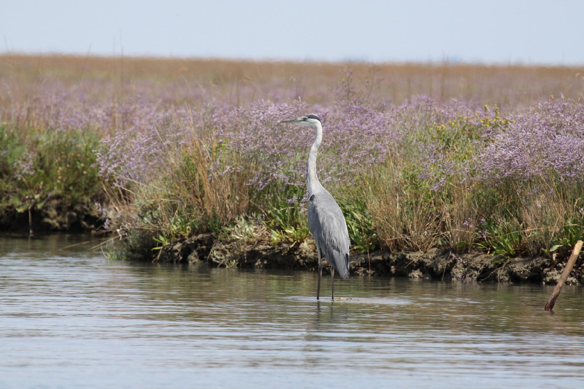 Ardea cinerea - Museo di Storia Naturale di Venezia