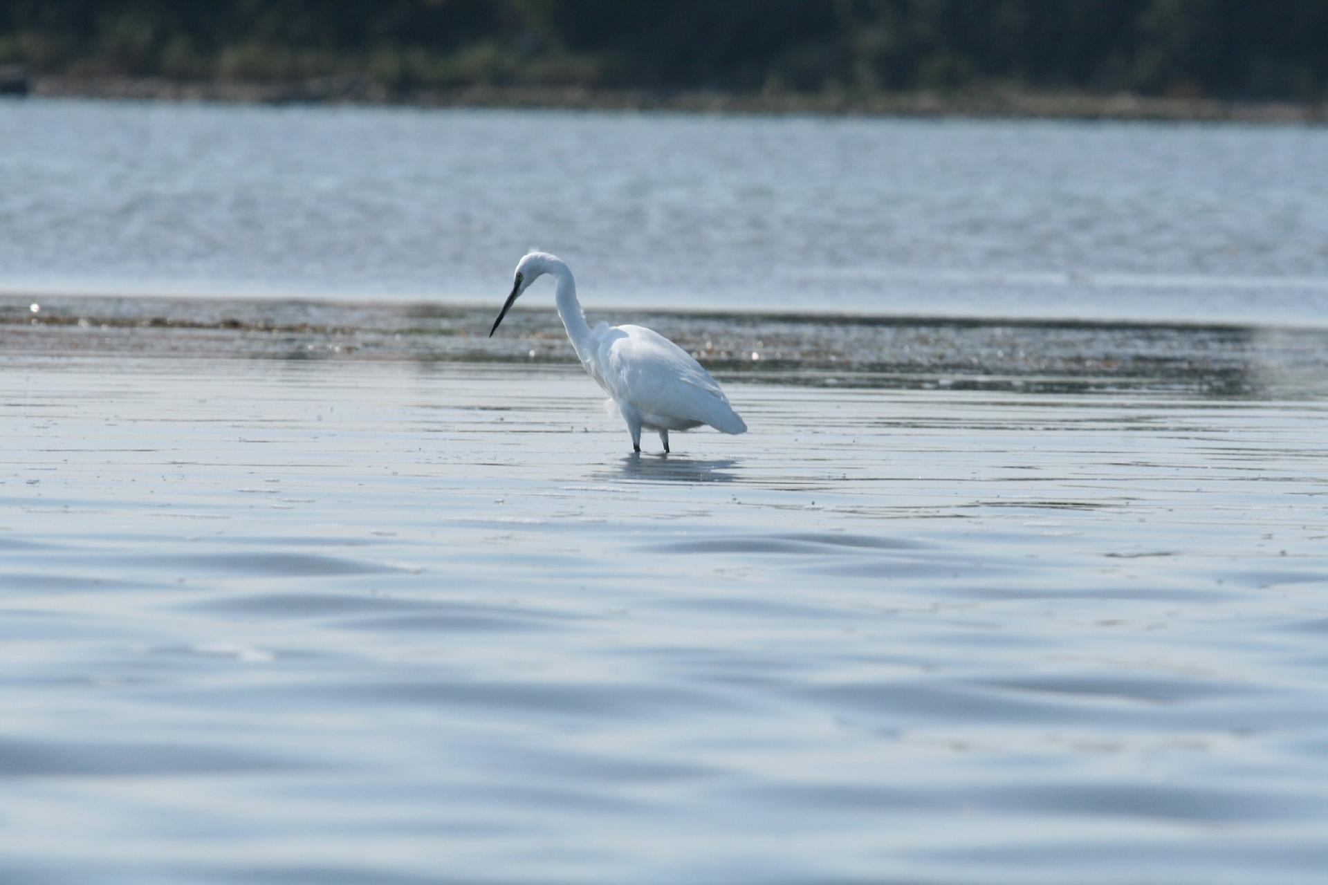 Little egret - Museo di Storia Naturale di Venezia