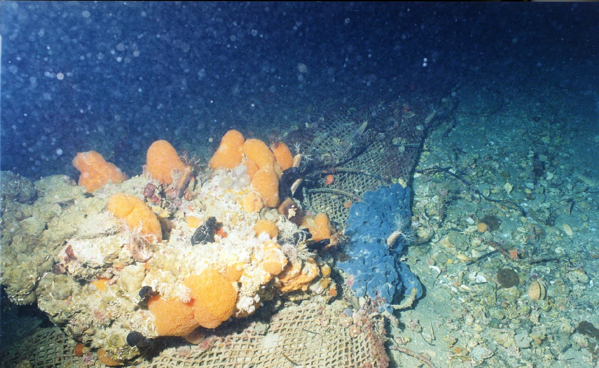 A unique environment for high biodiversity, endangered by sometimes wild fishing, by the accumulation of waste, by mass tourism, by pollution - Museo di Storia Naturale di Venezia