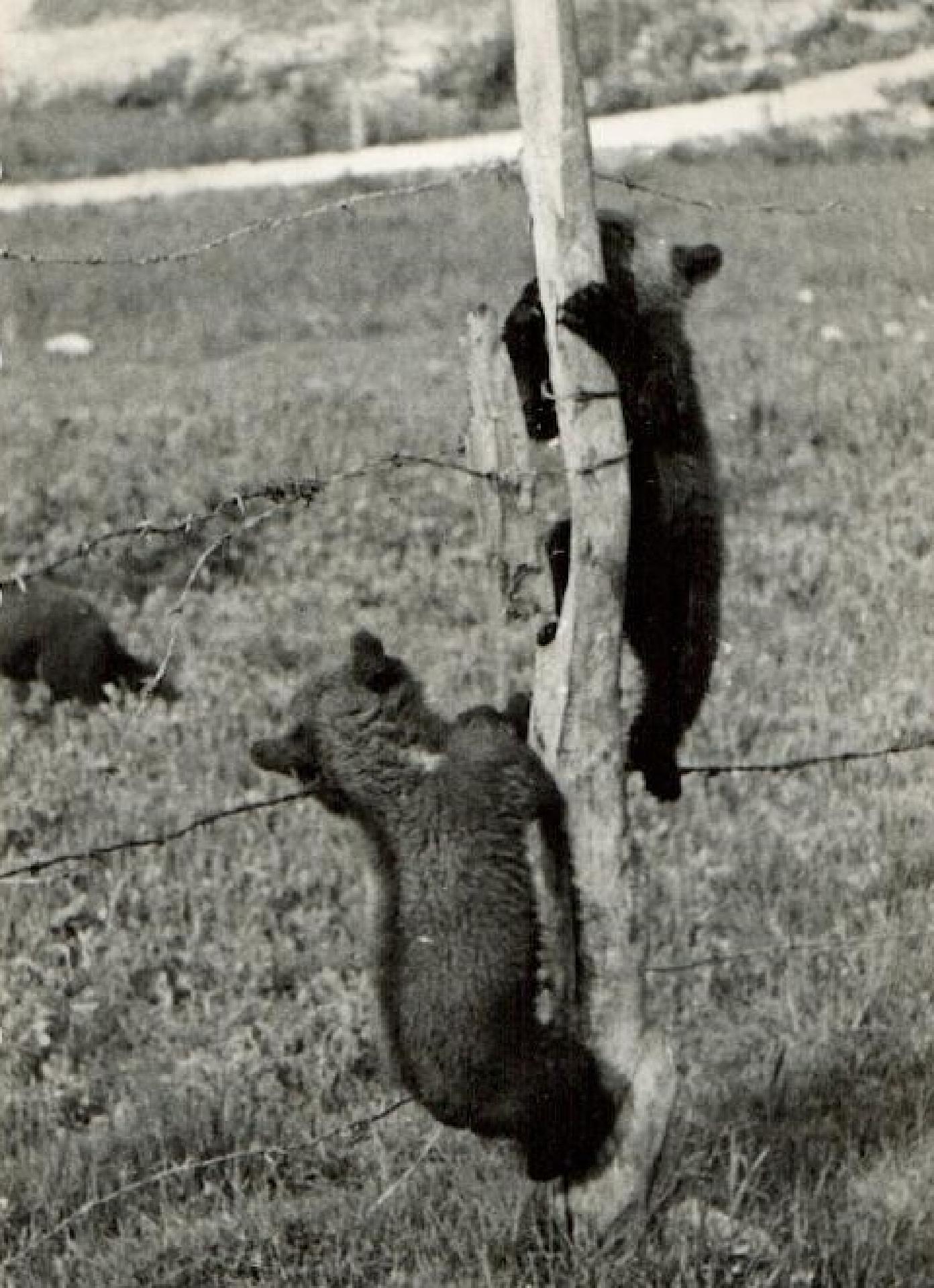 Orsacchiotti nel giardino zoologico del Parco, Pescasseroli (Aq), anni 50 - CC BY-SA Archivio fotografico Pnalm
