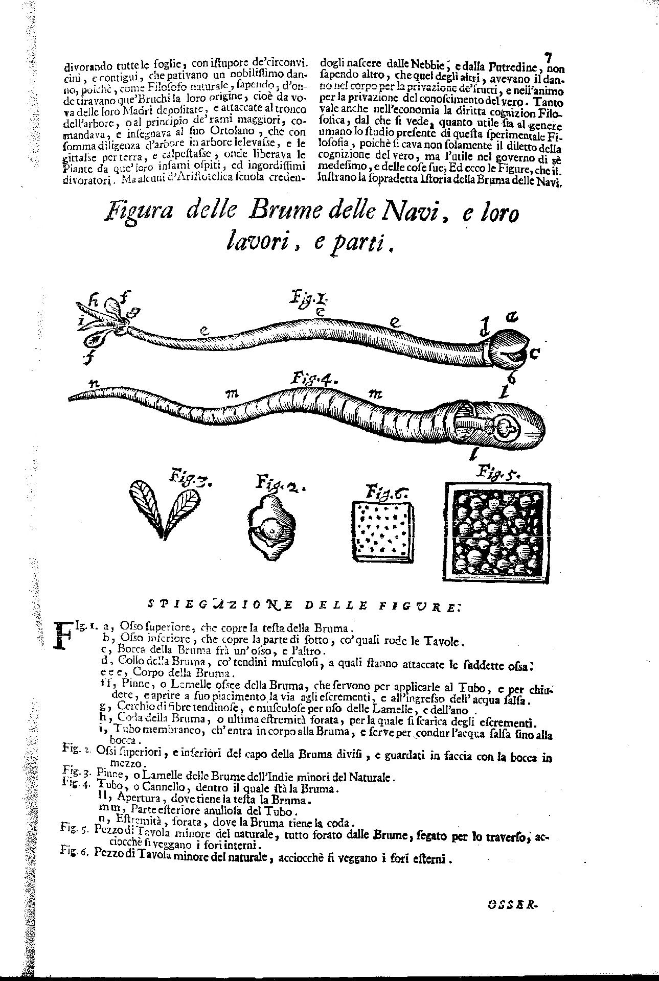 A. Vallisneri, Brume delle Navi, La Galleria di Minerva, 1717, VII, p. 7 - CC BY-SA Edizione nazionale delle Opere di Antonio Vallisneri