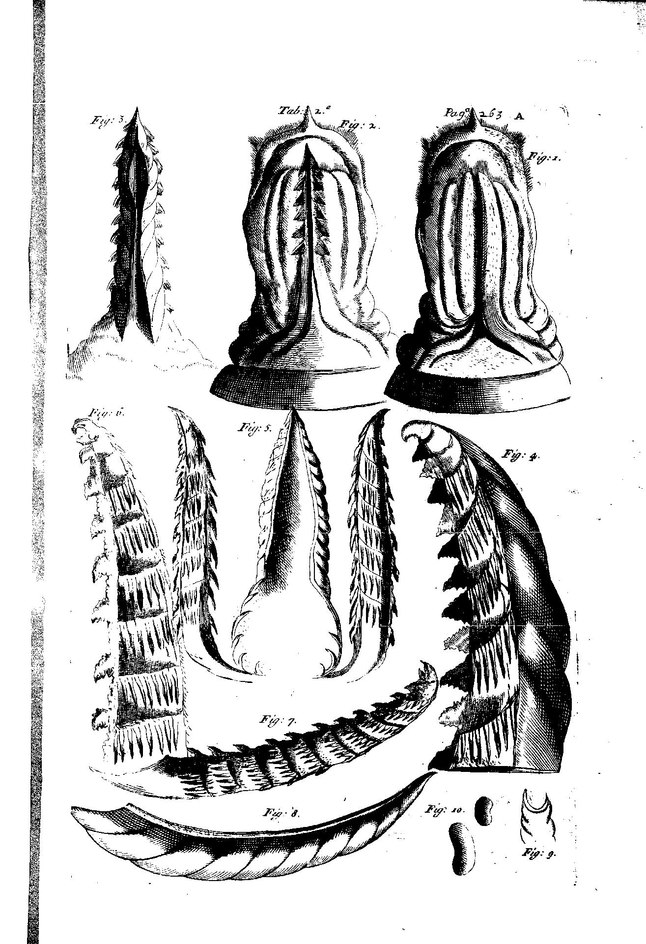 A. Vallisneri, Lettera di Ettore della Valle al P. D. Pier-Catterino Zeno, La Galleria diMinerva, 1706, V, p. 263 - CC BY-SA Edizione nazionale delle Opere di Antonio Vallisneri